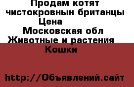 Продам котят чистокровнын британцы › Цена ­ 4 000 - Московская обл. Животные и растения » Кошки   